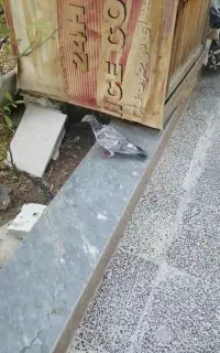 سرور کاکل ماده