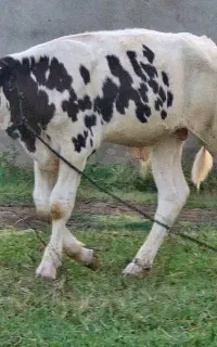 گوساله مونت بیلیارد نر خلوص بالا(صنعتی)
