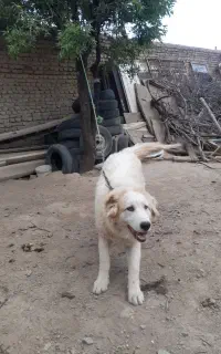 سگ باهوش