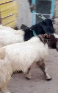 بزغاله نر