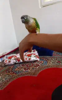 طوطی گرینچیک