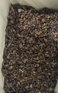 کشمش در نشتارود