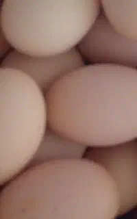 تخم مرغ محلی
