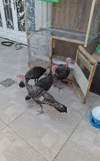 بوقلمون فوق العاده زیبا رنگ خاص