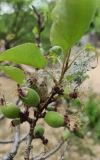 باغ فروشی در روستای بیژائم