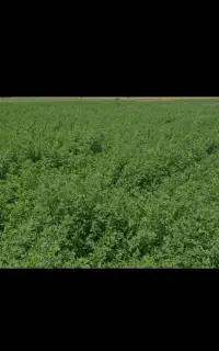 علف فروشی تازه تازه