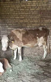 گاو سمینتال تازه زاییده با گوساله نر سمینتال قرمز