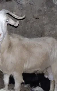 بز ماده