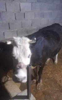 گاو سیمتال اصلی