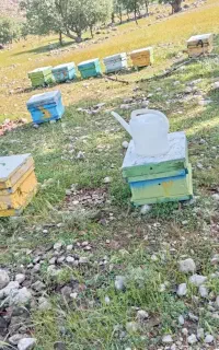 فروش زنبور 9،10قاب بچ امسال