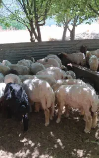 پشم چینی بره با دستگاه صنعتی