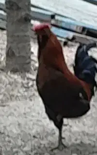 مرغ،خروس،جوجه