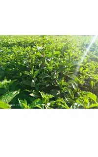 300کیلو نعناع درجه مخصوص خشک و عرق گیری