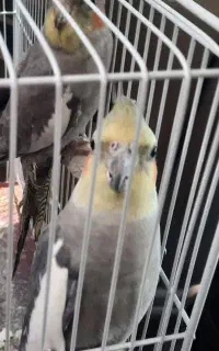 فروش عروس هلندی نر وماده