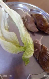 دو عدد حلزون