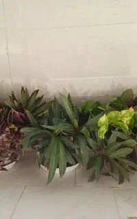 گل موسی در گهواره