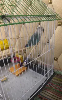 طوطی برزیلی کوتوله