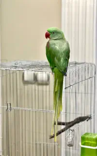 شاه طوطی