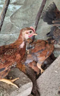 جوجه مرغ ۳۷ روزه