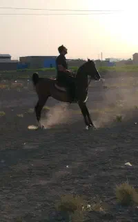 اسب