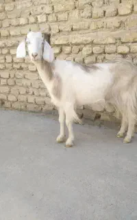 بز  ماده