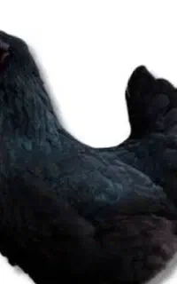 مرغ گمشده