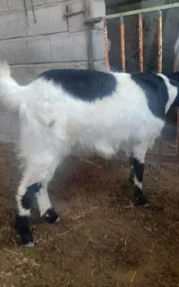 بزچاتمه