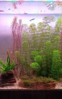 فروش گوپی ، حلزون کیلر زنبوری و قهوه‌ای