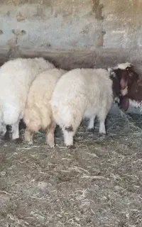 بره