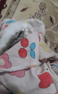 خرگوش