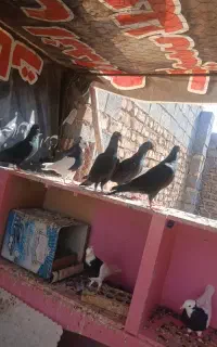 کلاغوطوقی