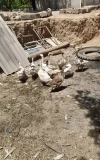 غاز