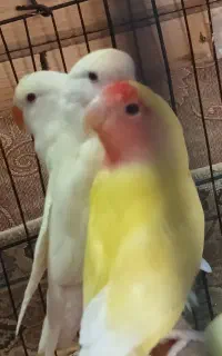 طوطی برزیلی نر ماده با یک عدد جوجه