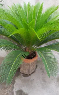 گل سیکاس
