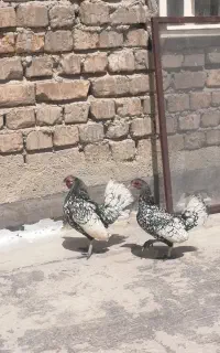 فروش دوعدد مرغ خروس زینتی