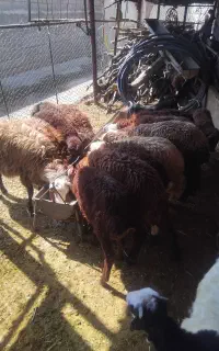 بره