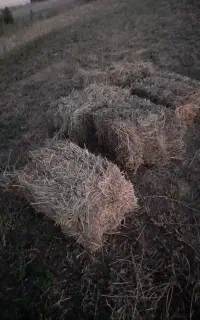 فروش بسته بندی یونجه