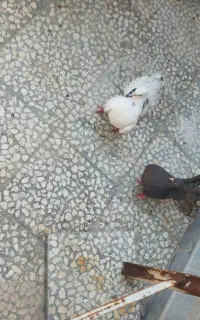 کفتر چتری نر ماده