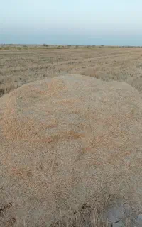 کاه گندم