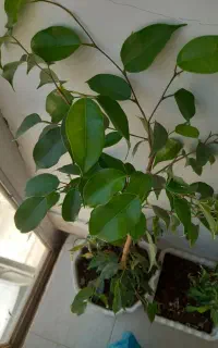 گلهای طبیعی