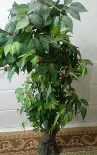 فروش درخت گیلاس