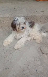 سگ شیتزو