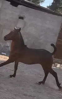 اسب