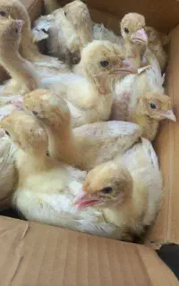 جوجه یکروزه بوقلمون بیوتی۶ زرین رشت