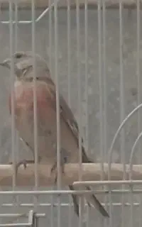 سهره