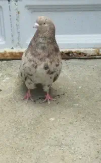 جفت سرور