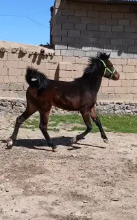 اسب