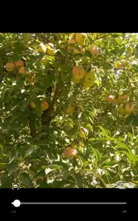 سیب زرد وسفید ارگانیک فروش عمده وجزیی