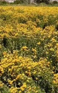 عرقیجات شاهسبران و سرکه سیب دوساله