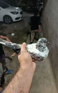 کبوتر گرفته